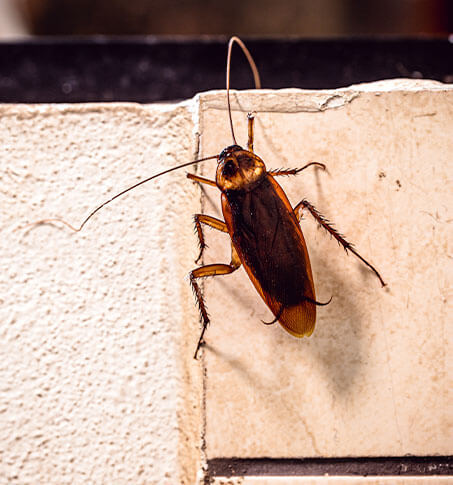 flip-box Exterminateur de cafards (coquerelles) flip-box Exterminateur de cafards (coquerelles)