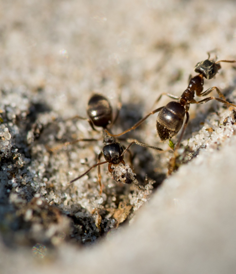 service-3 Exterminateur de fourmis service-3 Exterminateur de fourmis
