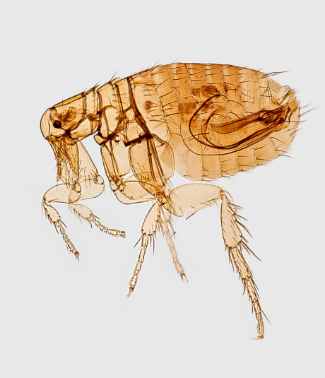 service-4 Exterminateur de puces service-4 Exterminateur de puces