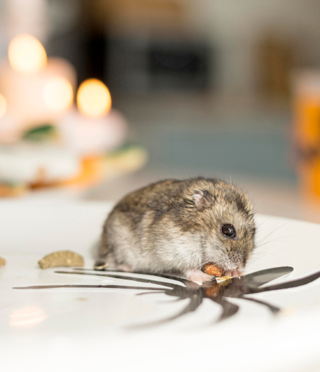 service-6 Exterminateur de rongeurs (rats, souris et mulots) service-6 Exterminateur de rongeurs (rats, souris et mulots)