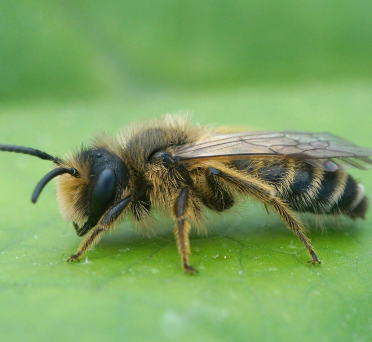 guepes-protraque Service d’extermination pour entreprises  