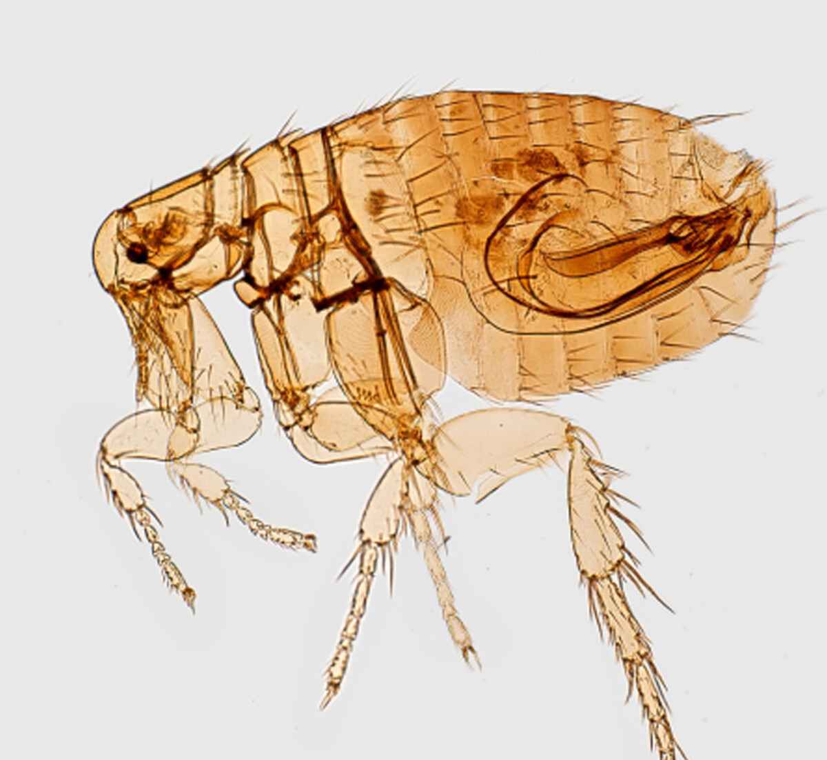 pouces-protraque Service d’extermination pour entreprises  